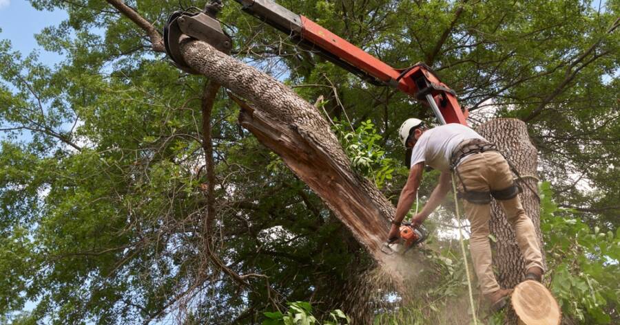 Tips for Finding Affordable Local Tree Removal Solutions